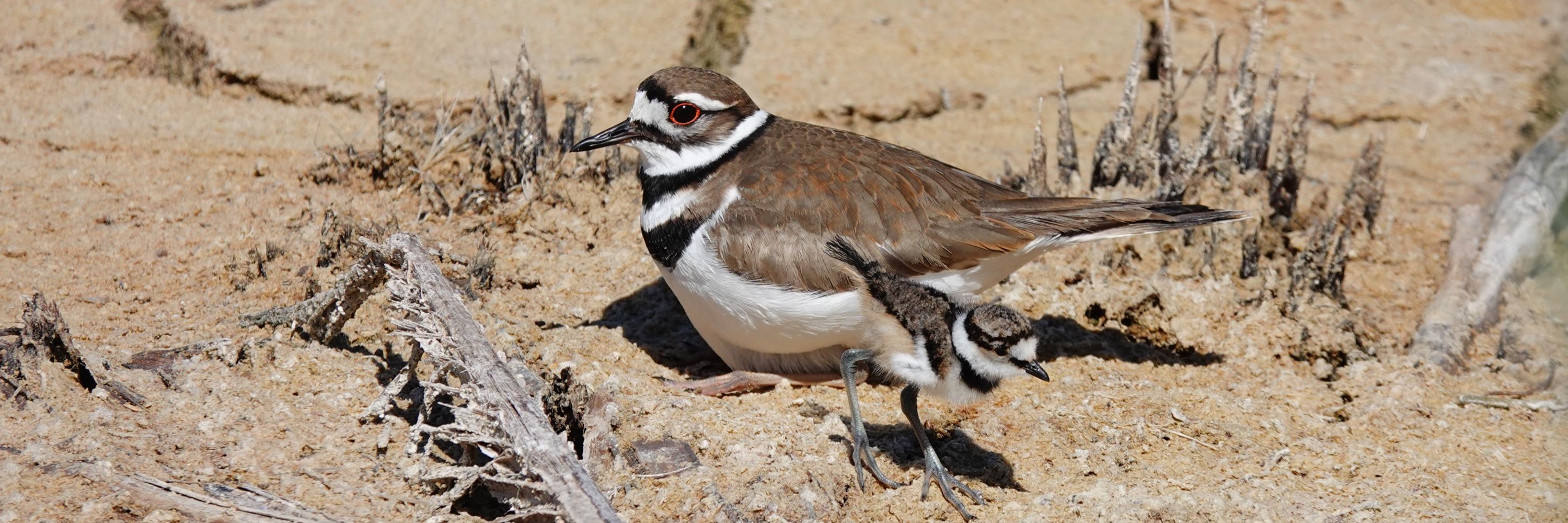 Stuart’s birding
