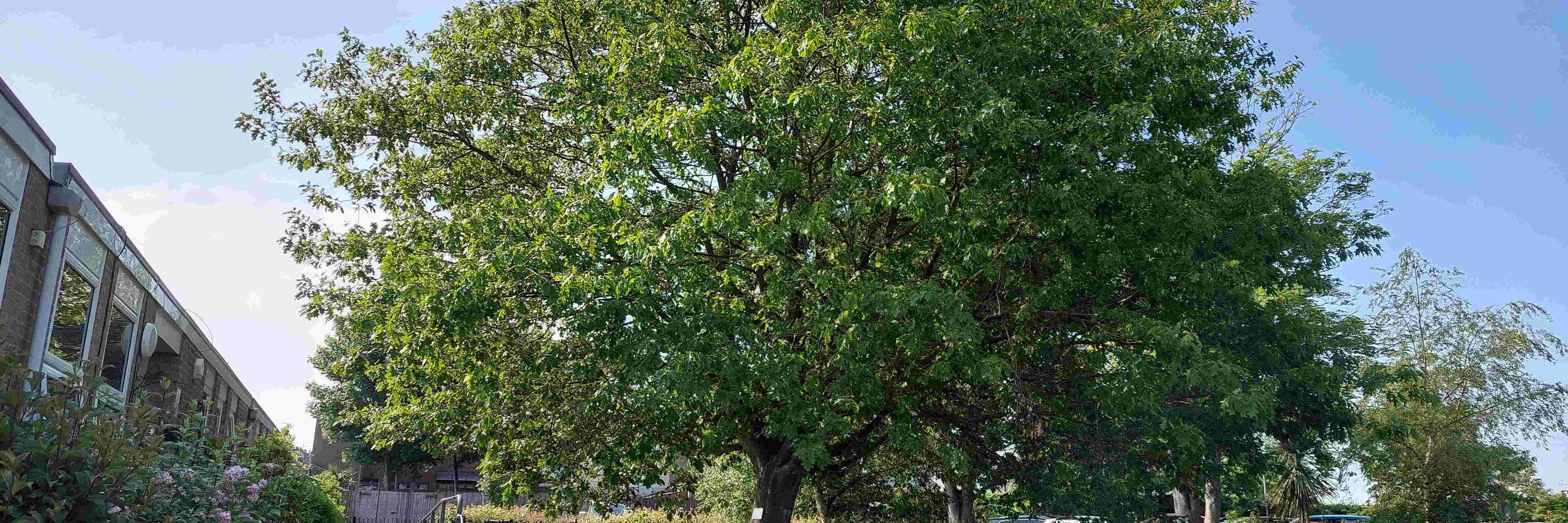 Red Oak Primary School
