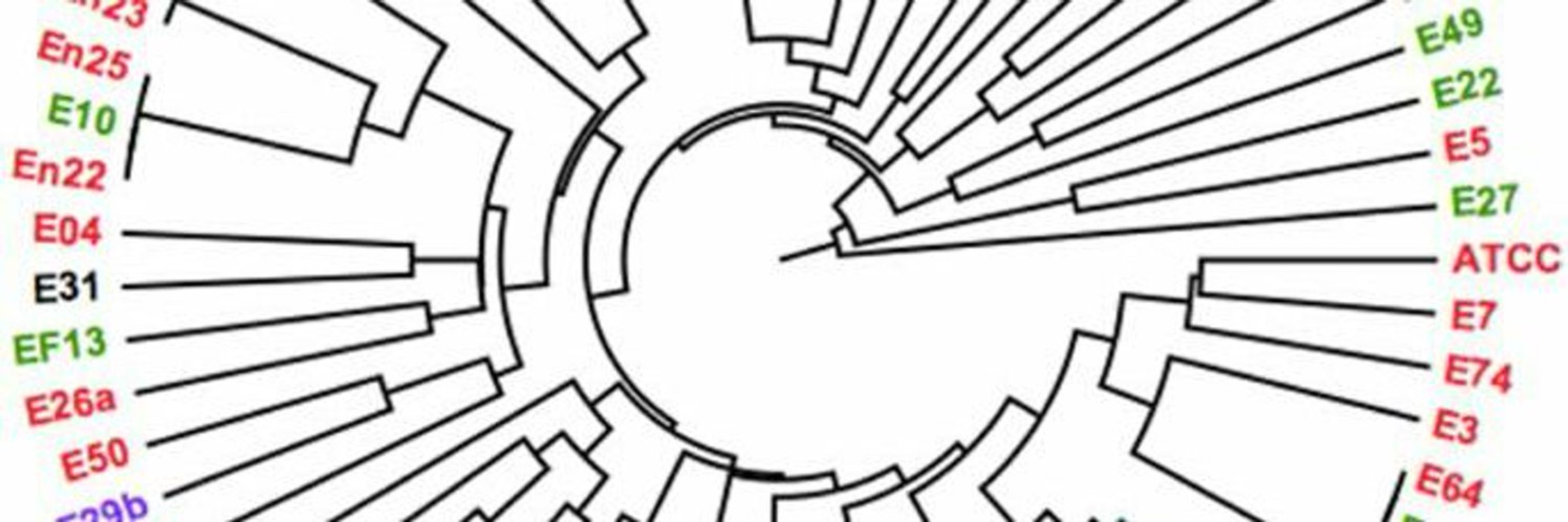 Bacterial Genomics