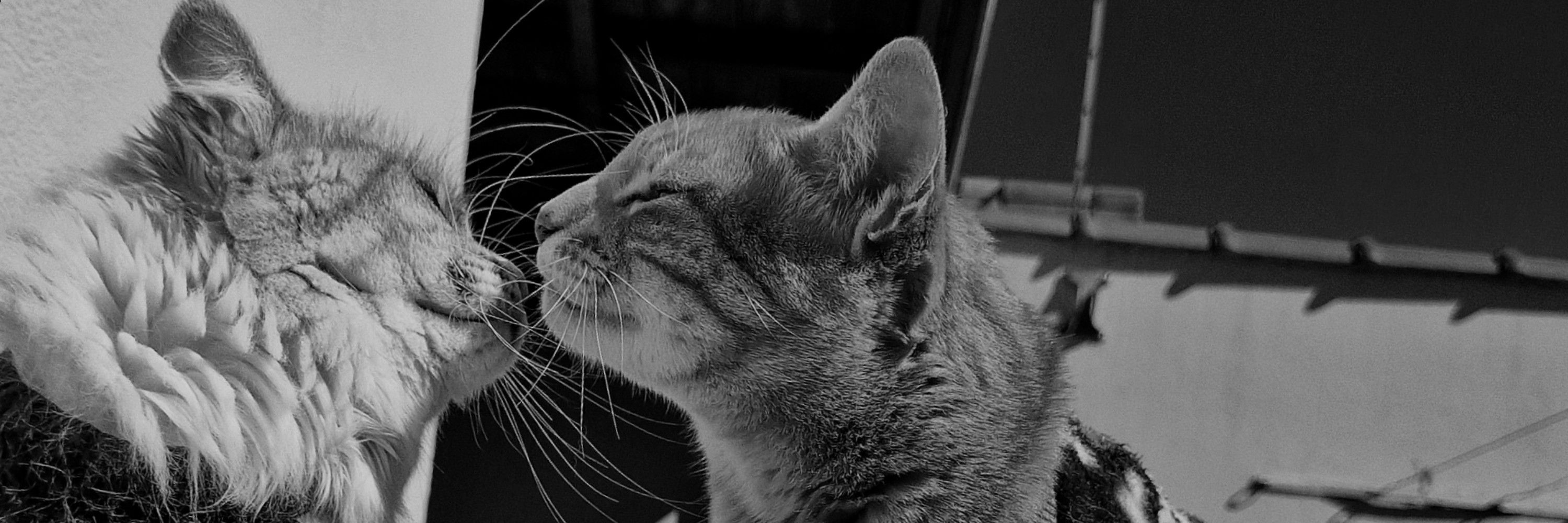 maju