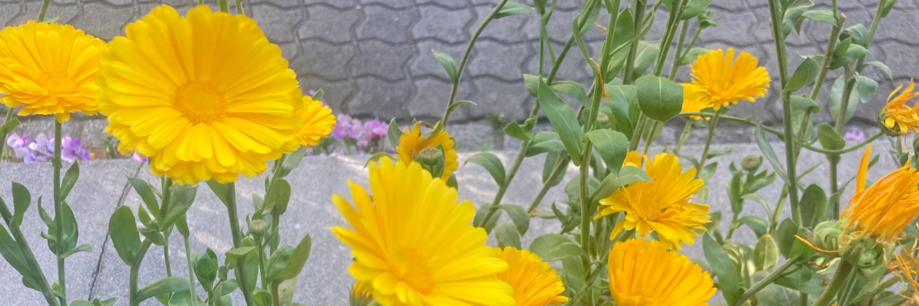 ひらり