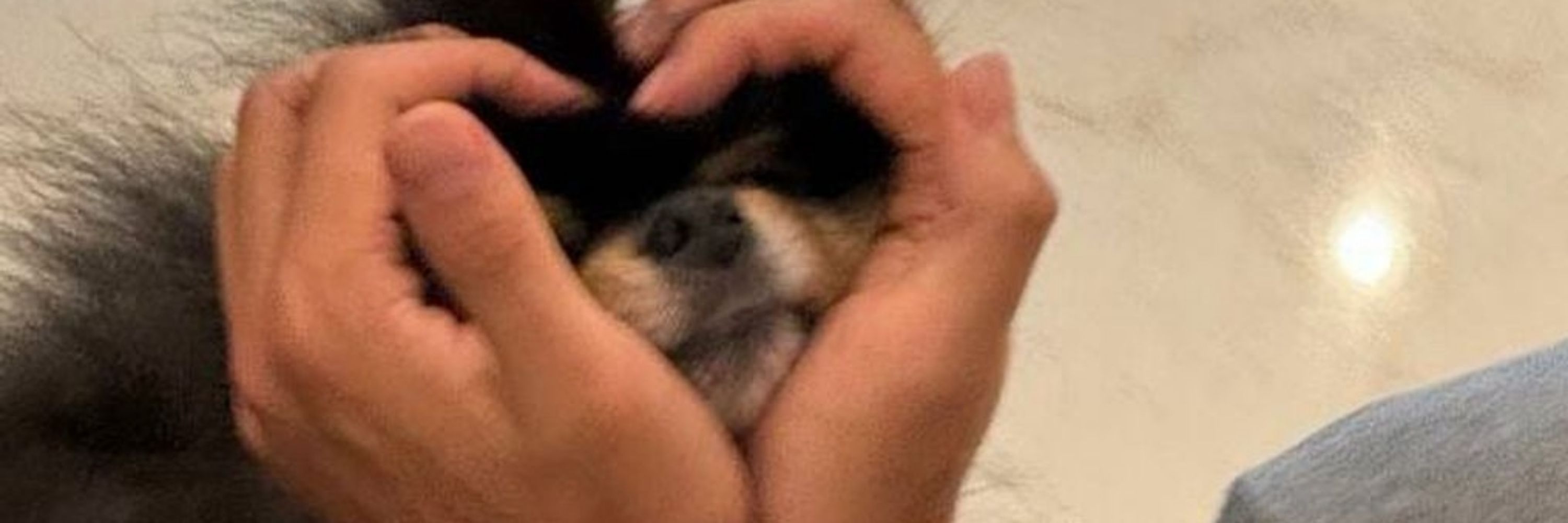 ✧