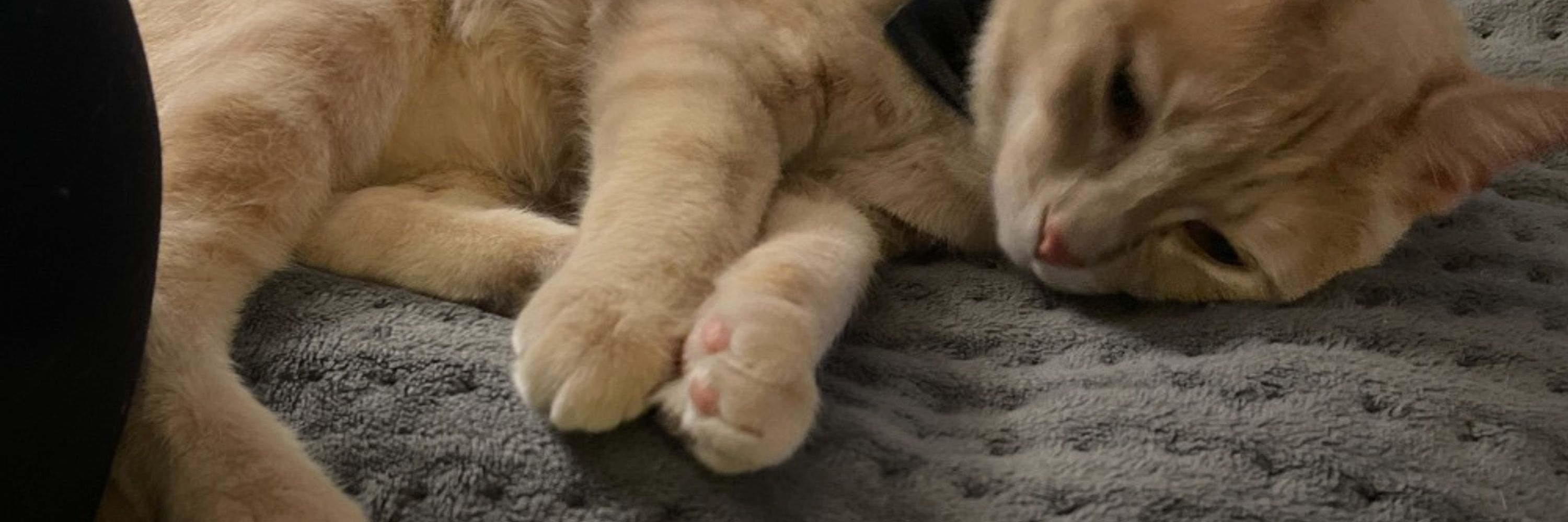 CatManDeux