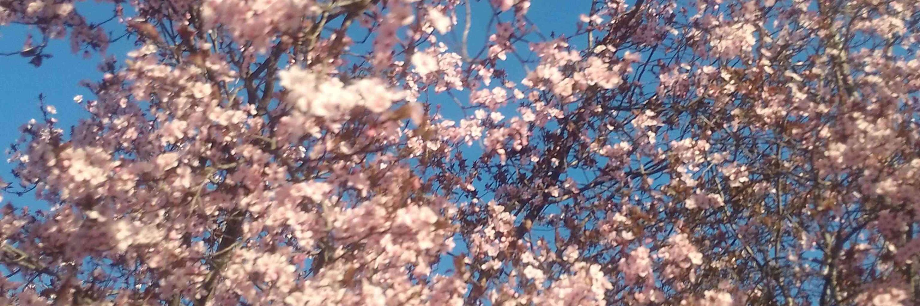 🌸Sakura🌸
