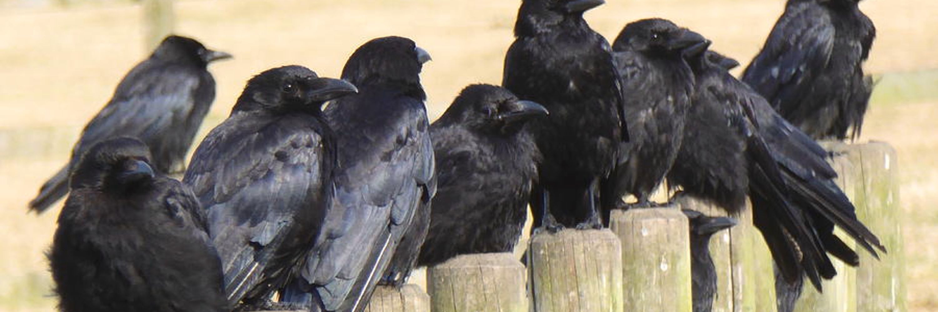 The Murder on the Wall! 🪄🐦‍⬛🪡🐺