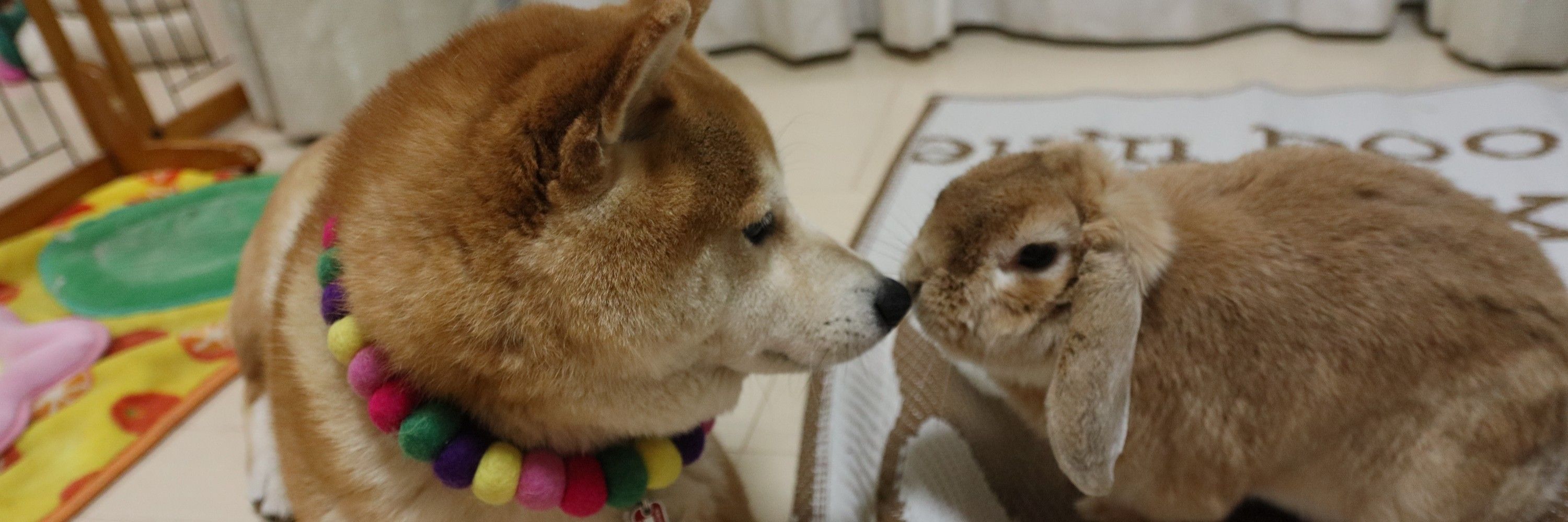 柴犬 茶々丸