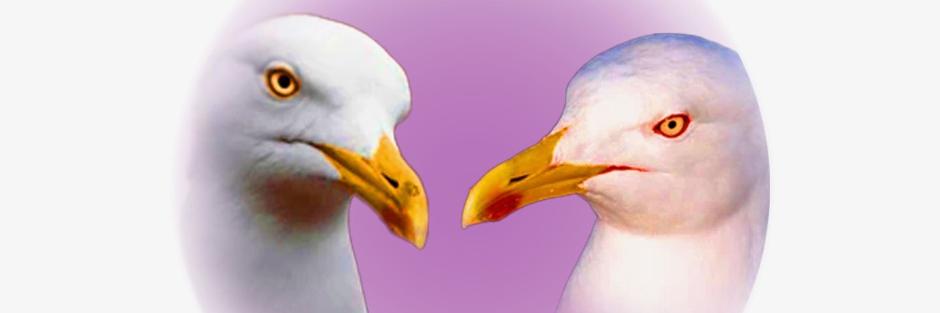 The Seagull