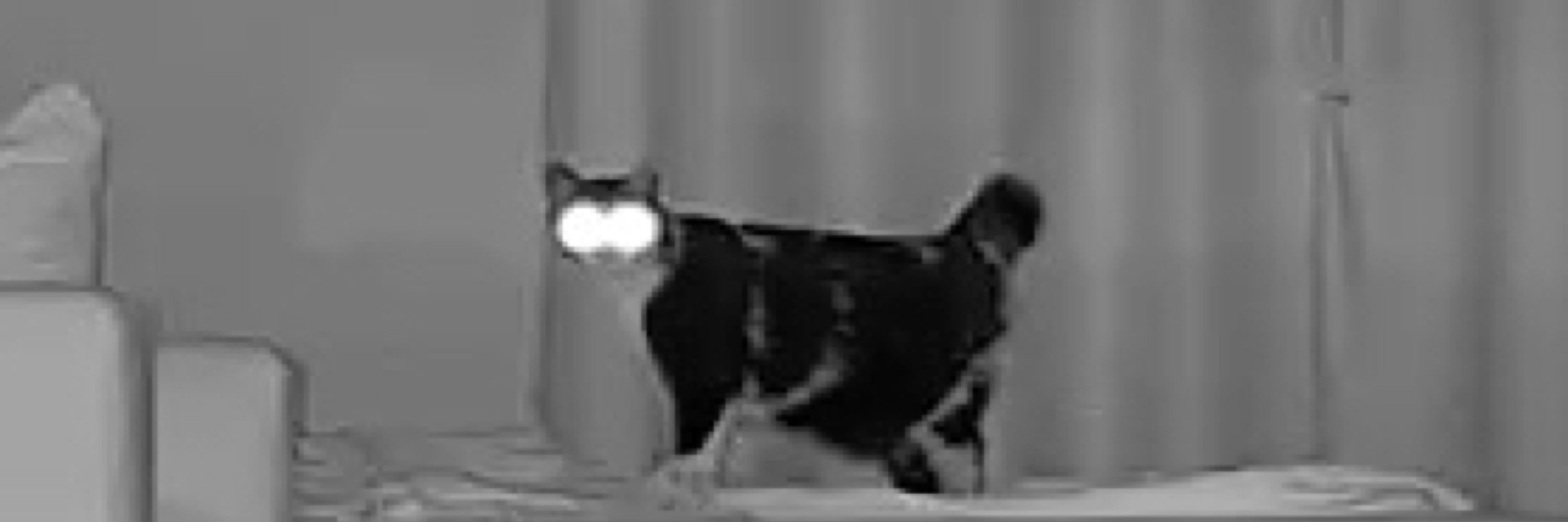 猫時猫分