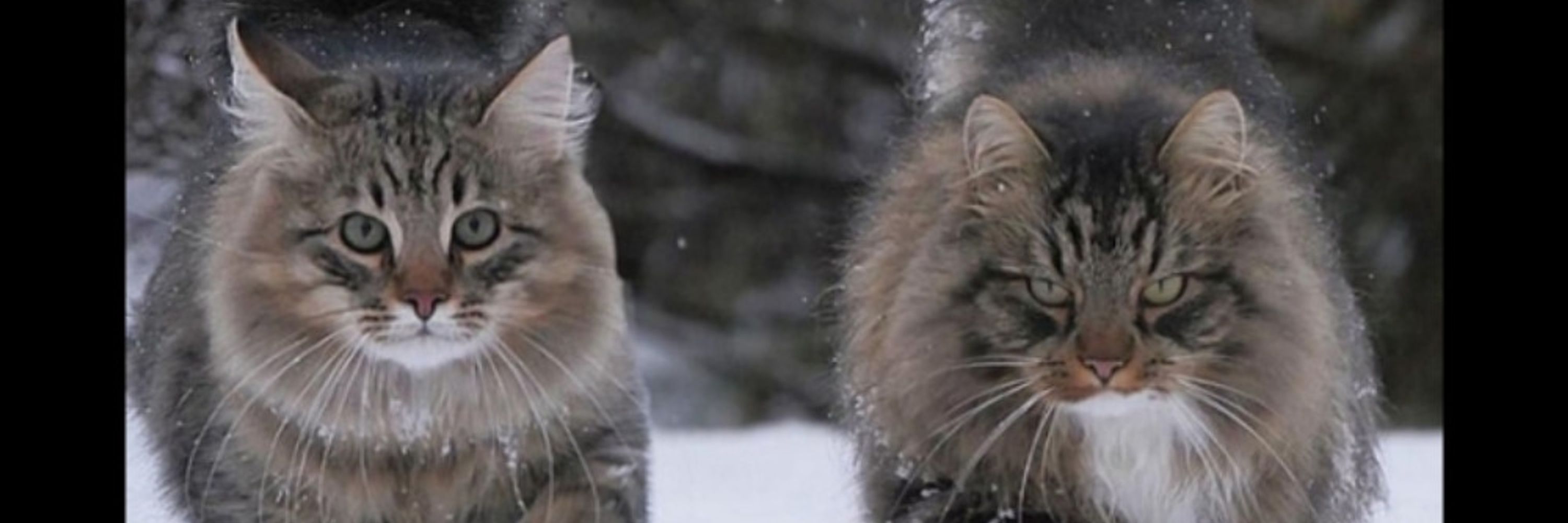 BudanovCat