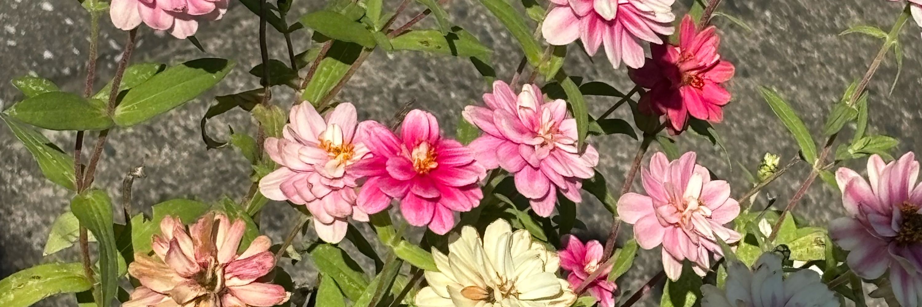 植物