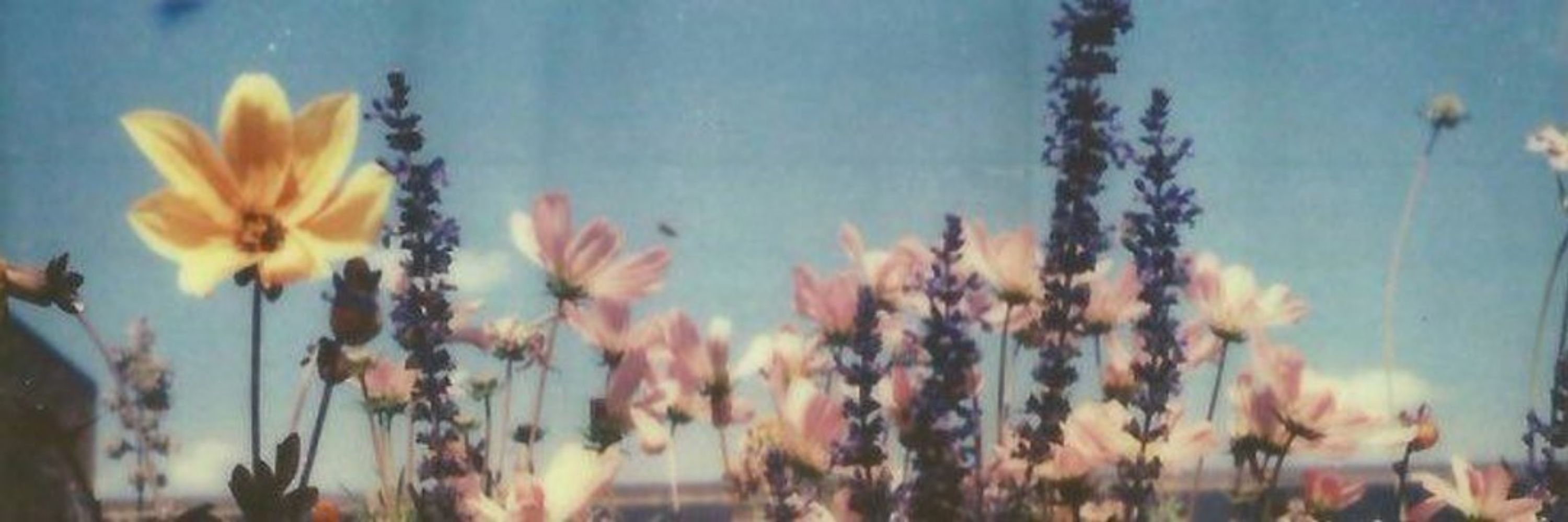ana 🌸💫