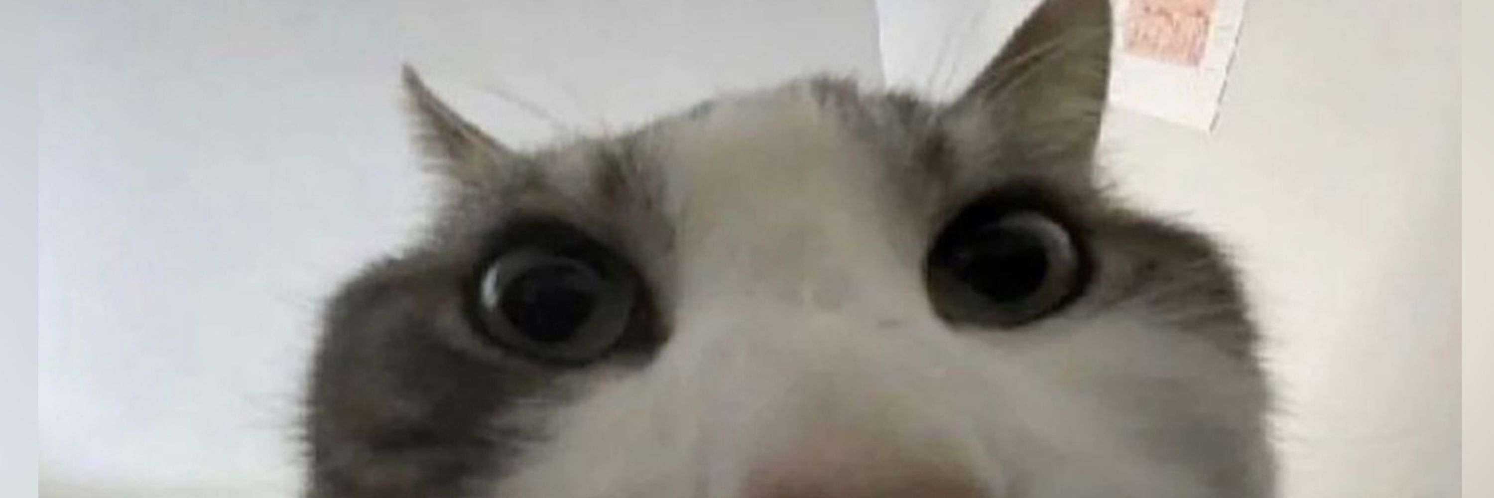 Kinugu