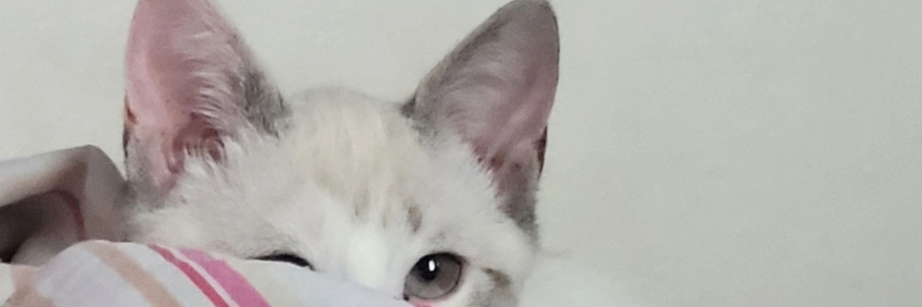 micka