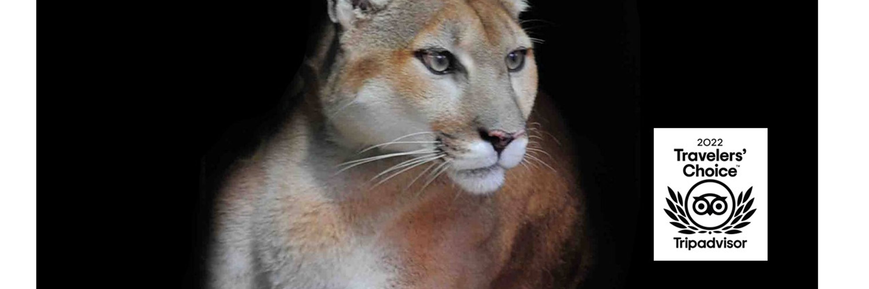 Bear Creek Feline Center