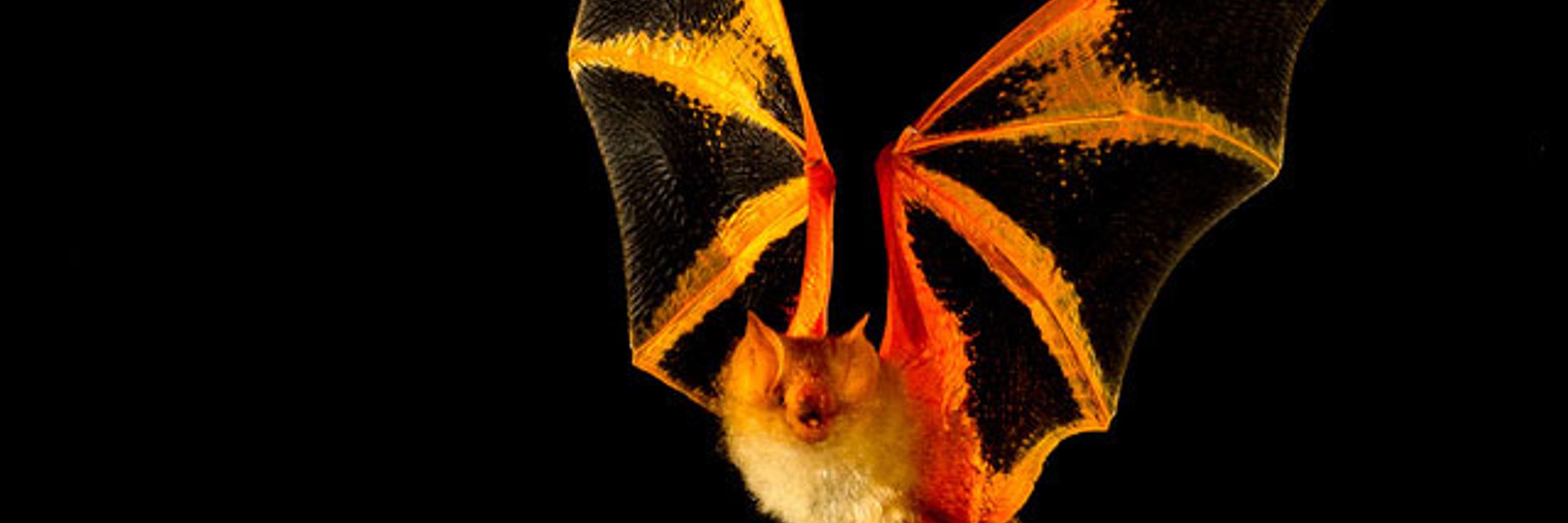Vyx the bat