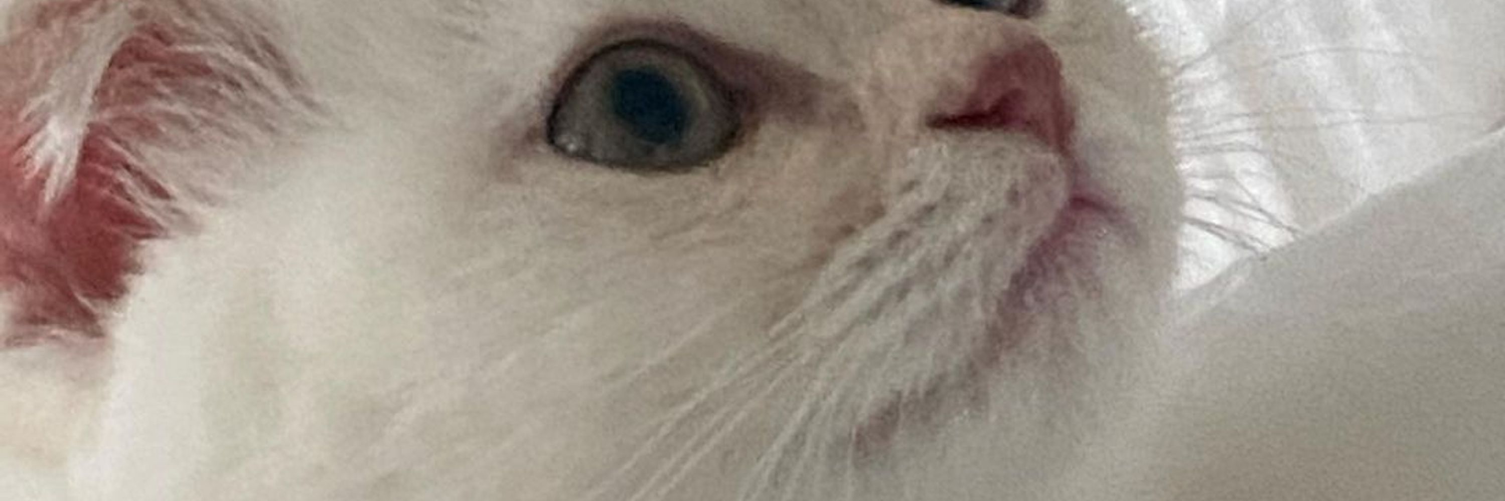 Edge