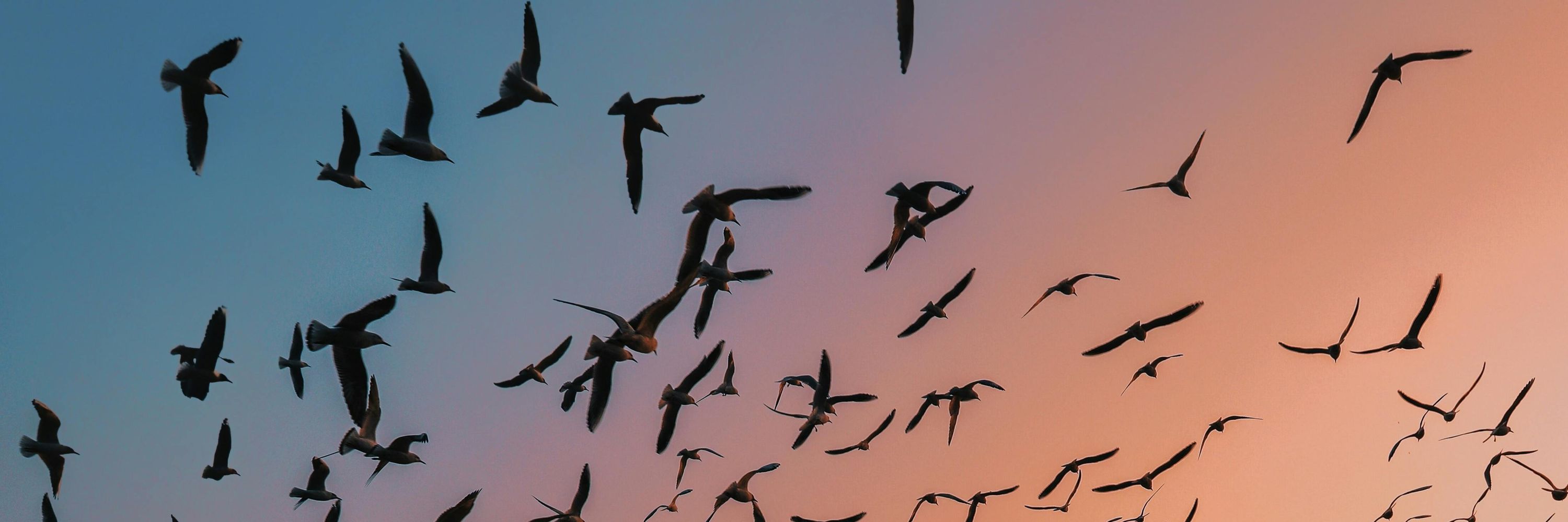 Optics4Birding