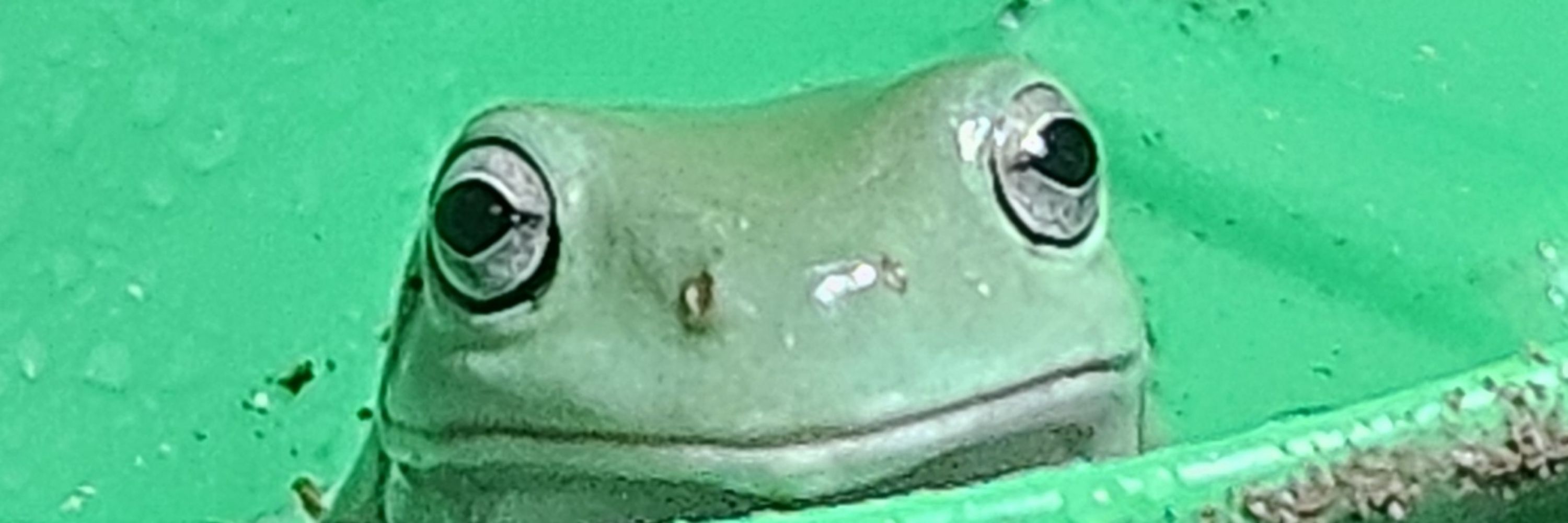 Kai 🐸