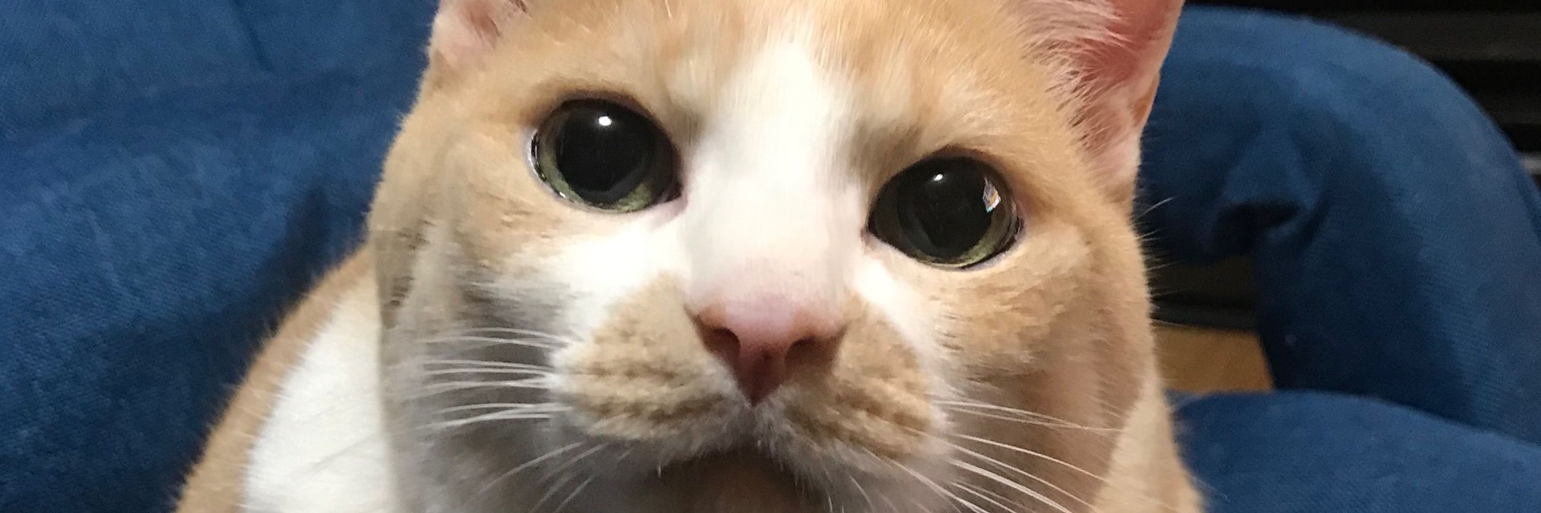 だいちゃん