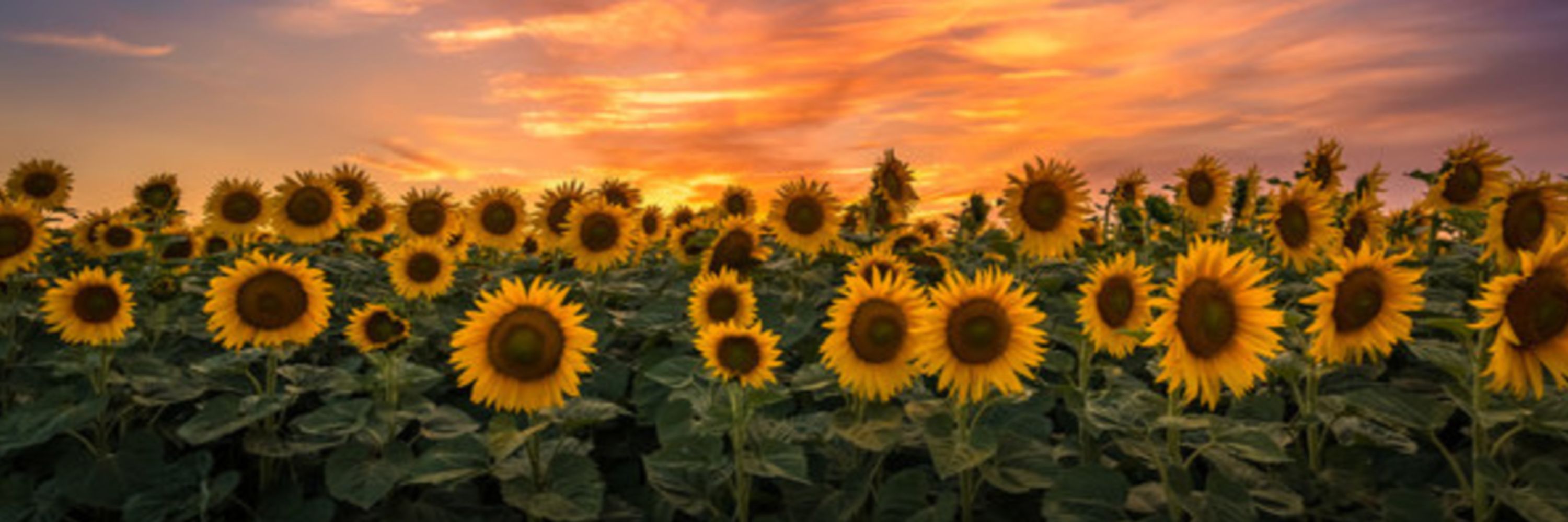 🌙🔮🌻 𝕄𝕚𝕕𝕕𝕝𝕖 𝕎𝕚𝕥𝕔𝕙 𝔸𝕡𝕠𝕥𝕙𝕖𝕔𝕒𝕣𝕪 🌻🔮🌙