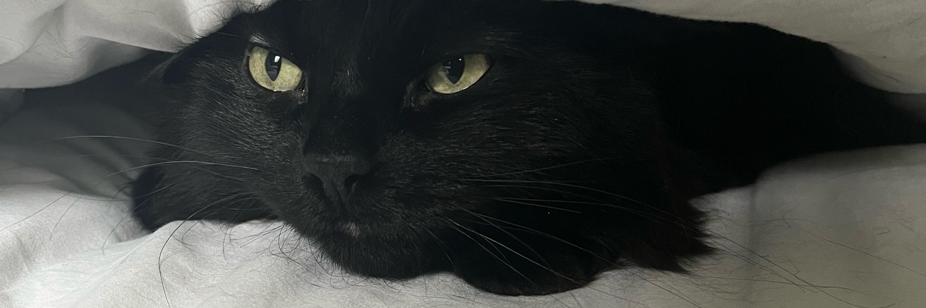 Cara