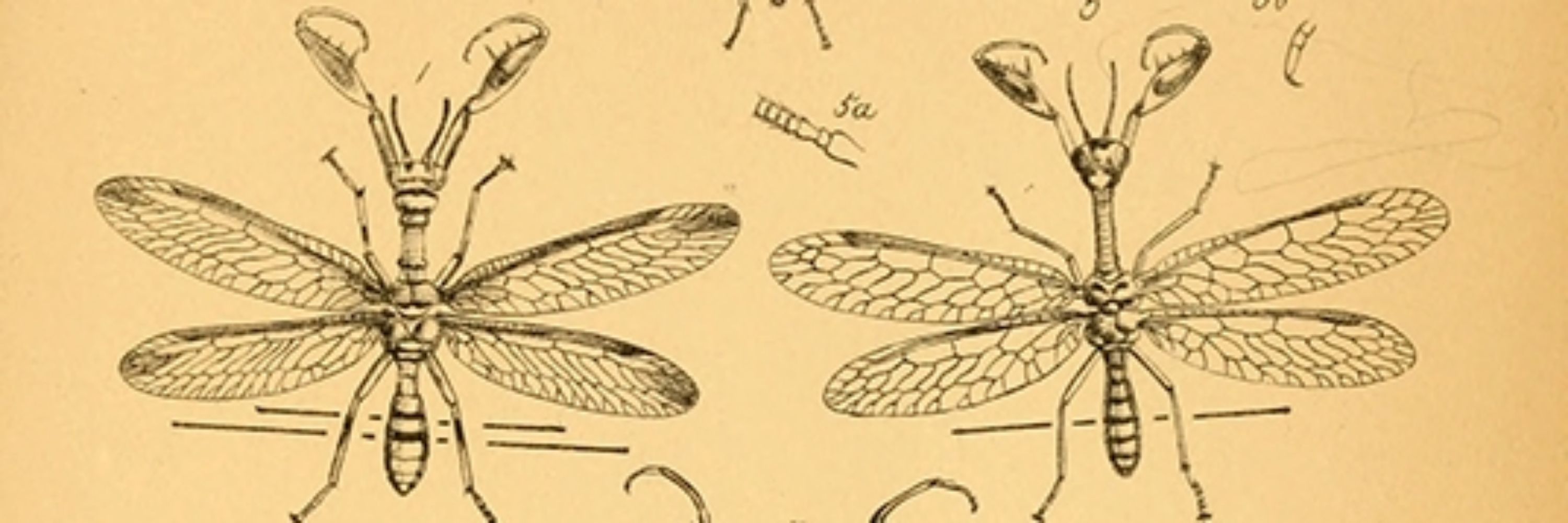 H. Nakamine
