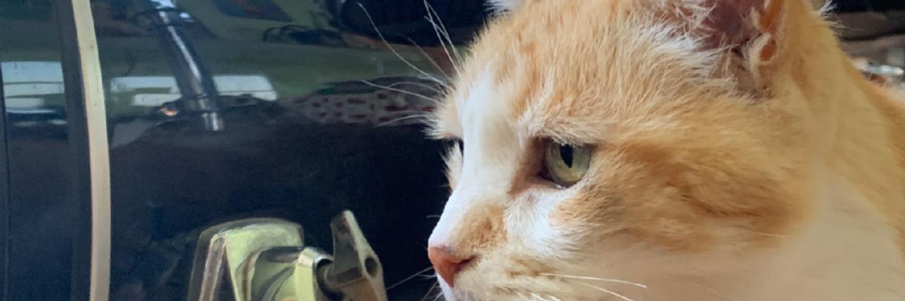 Piggy the Cat