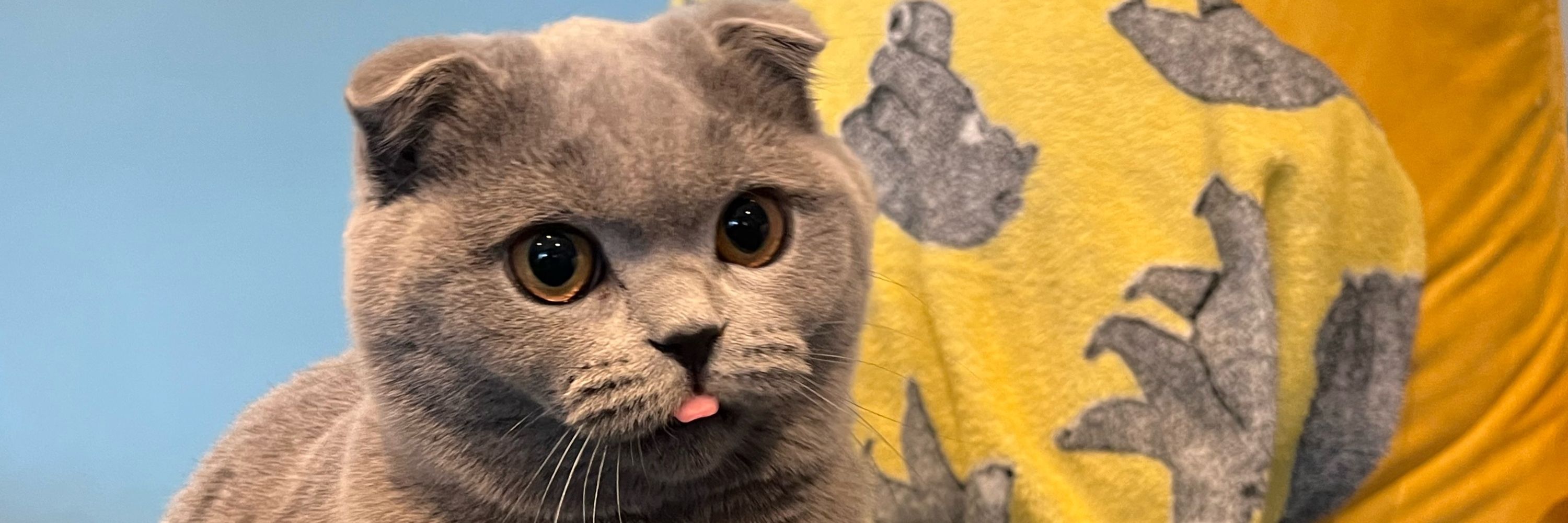 Tom