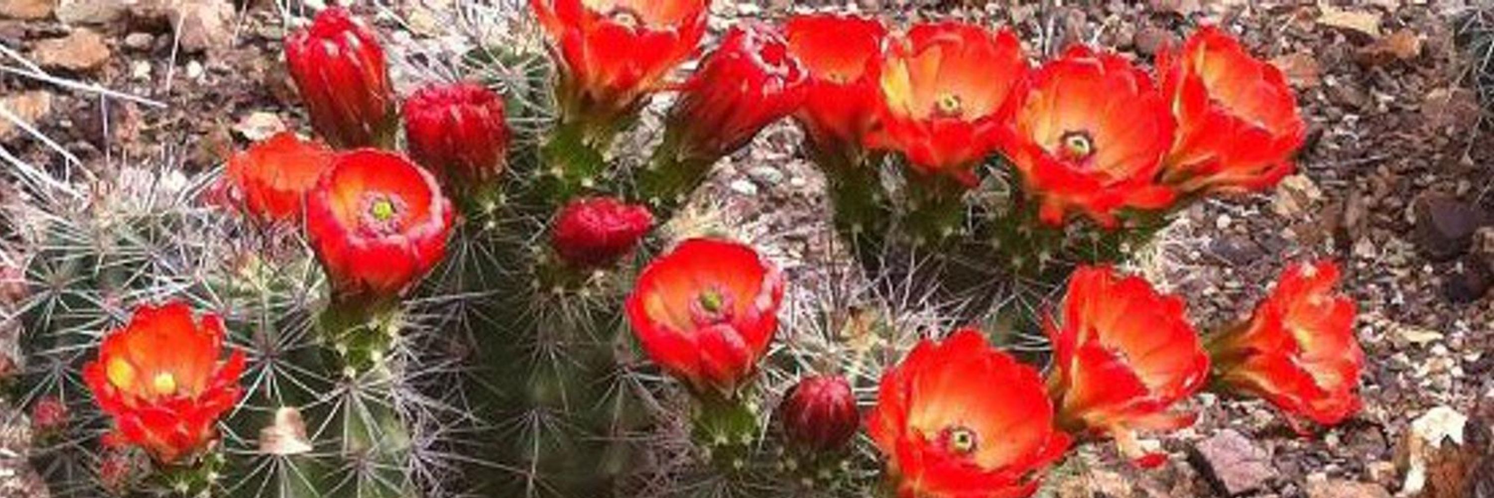 Devil’s Ballsack NM