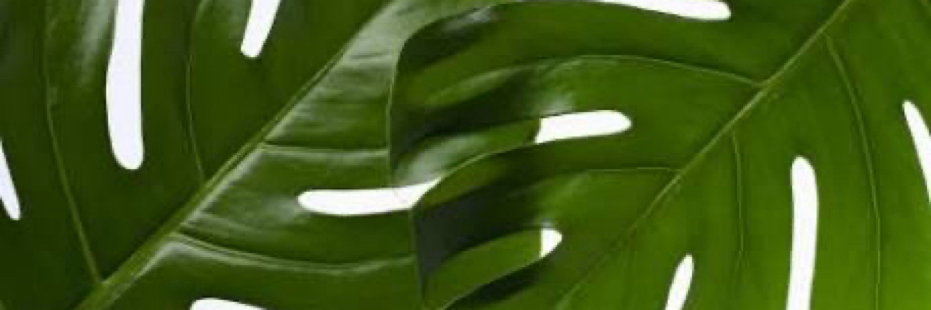 pqd