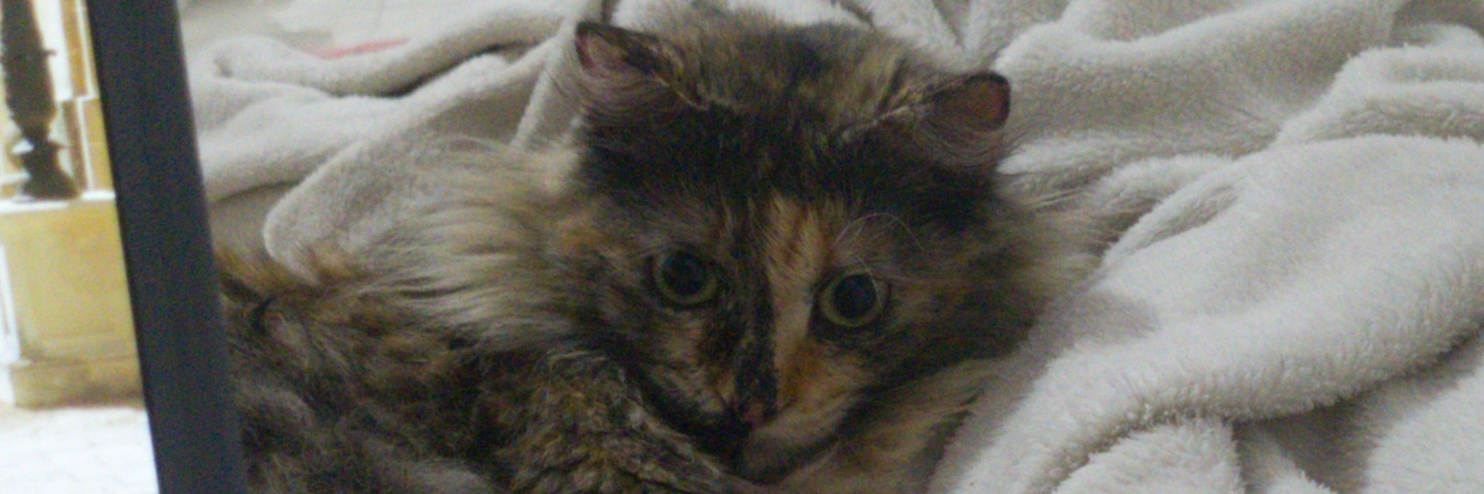 lella