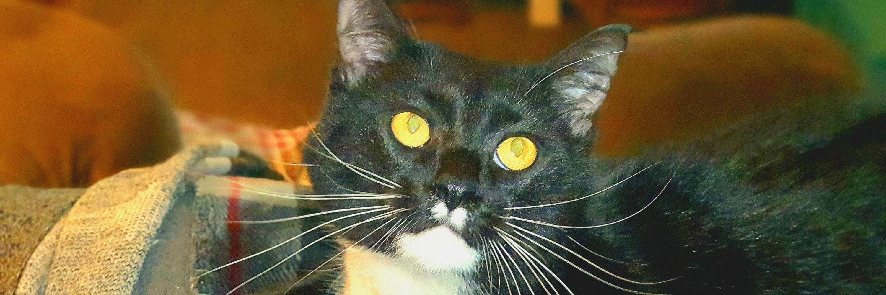Tom