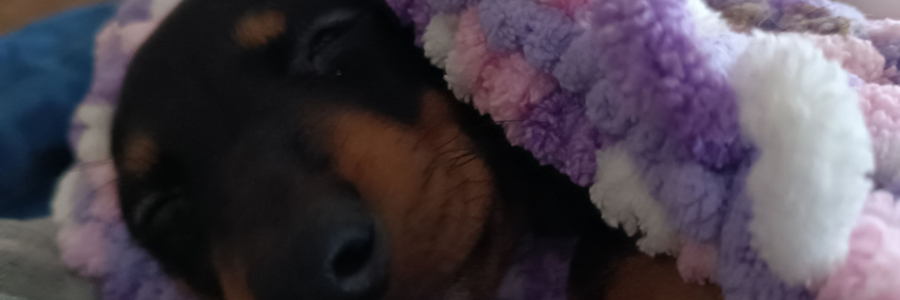ᡣ𐭩 Puppy ᡣ𐭩