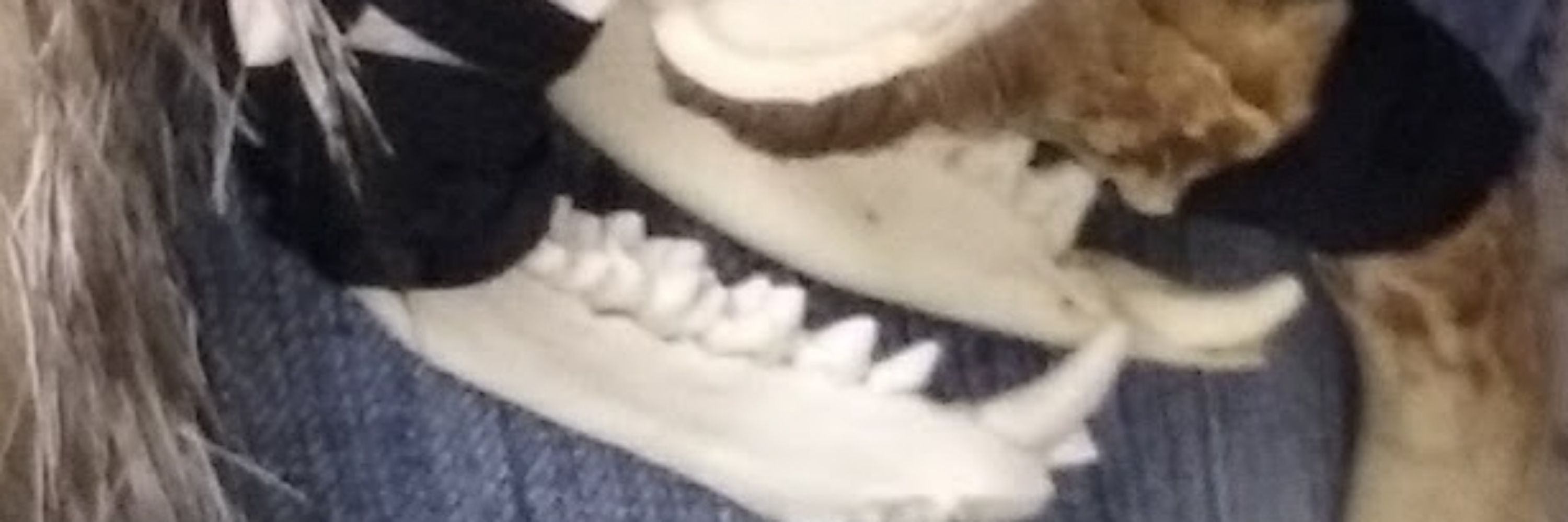 Serpent