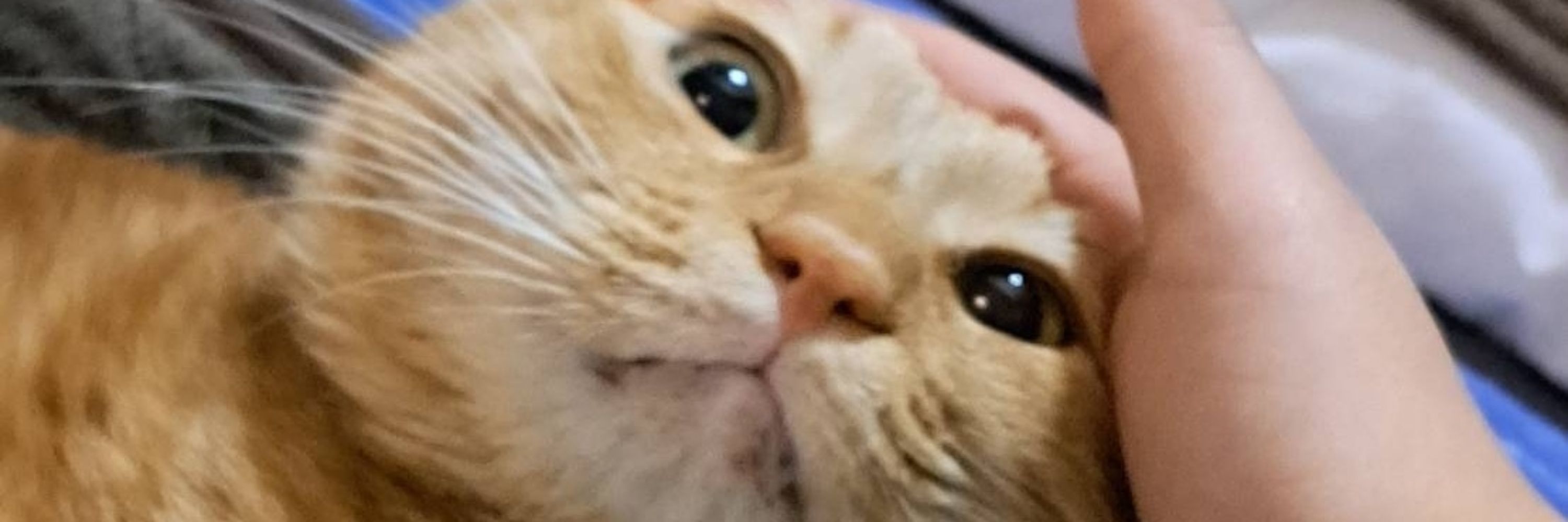 ちゃとらのちいたん😸