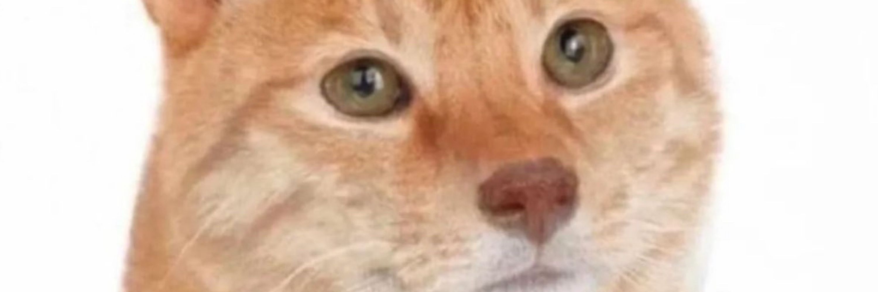 ‎