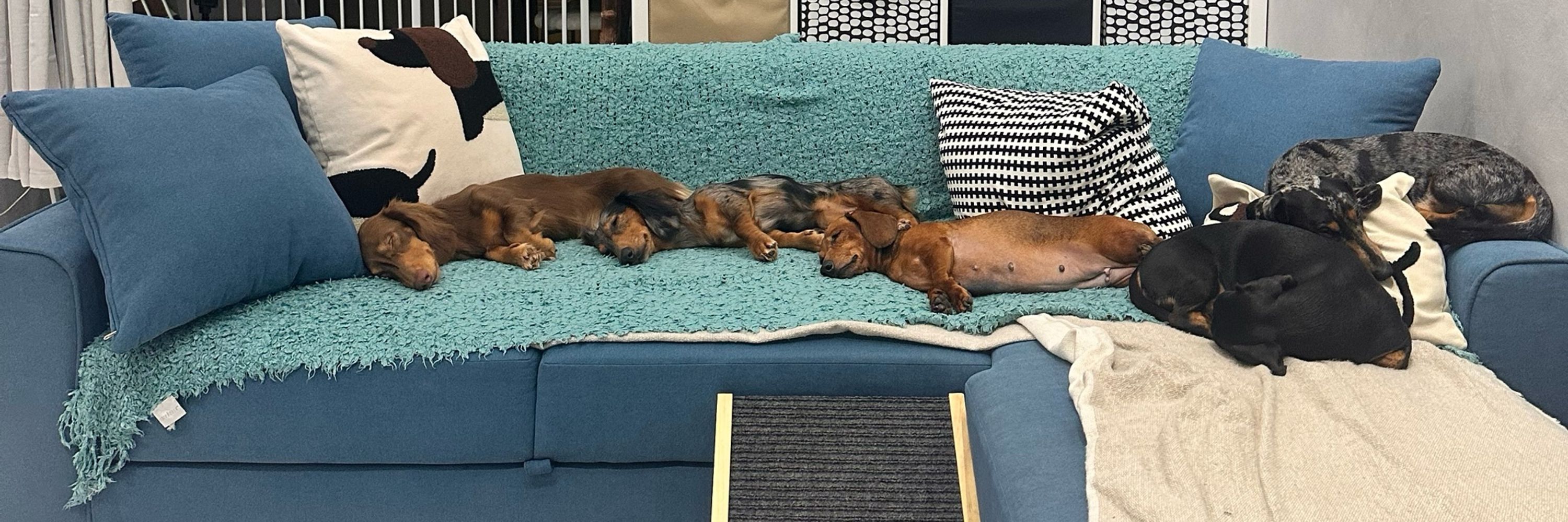 Brit and the Dachlings 🐾🌈🏳️‍⚧️