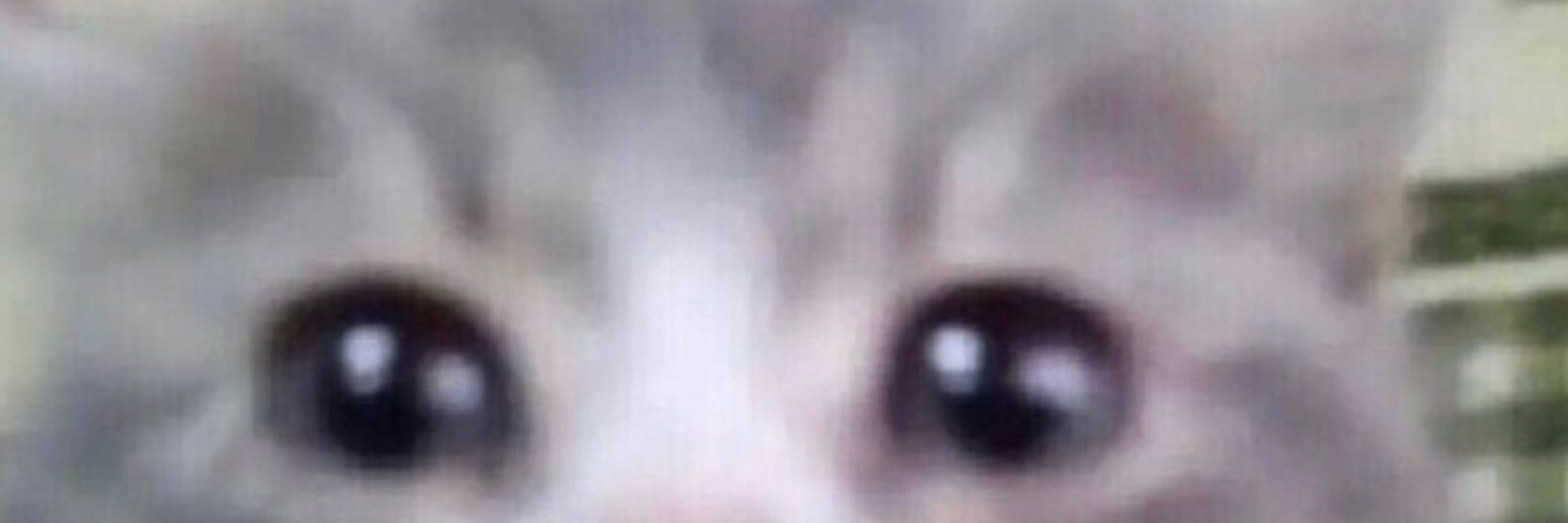 Memes for my cat