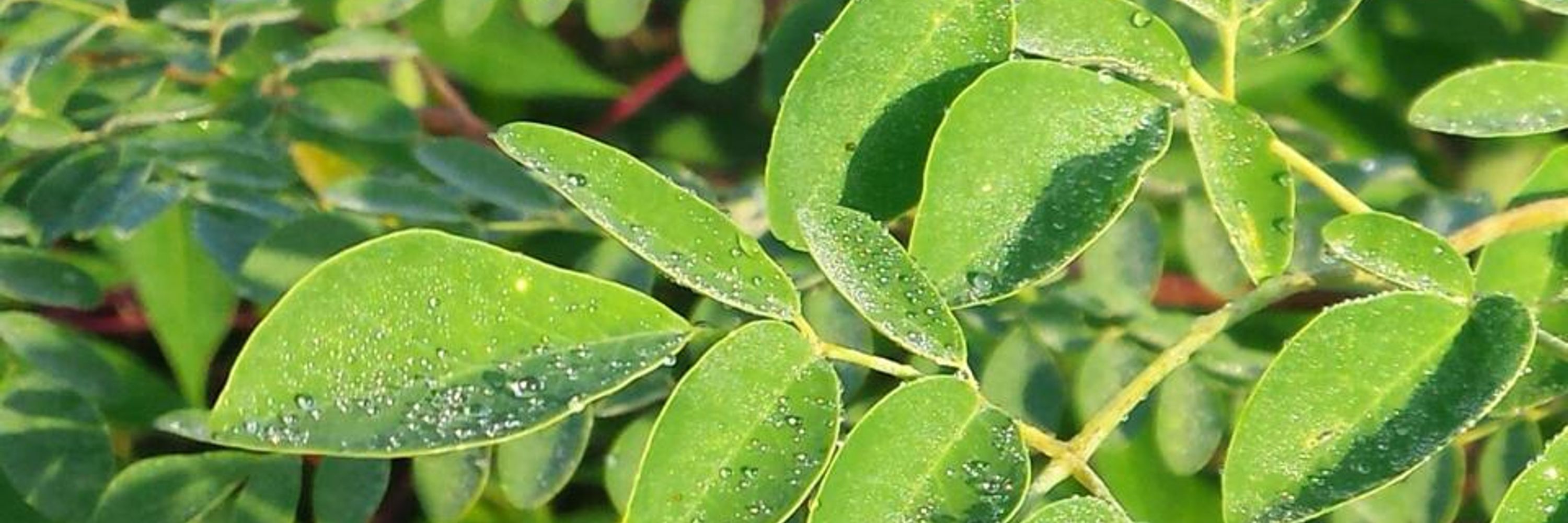 True Moringa