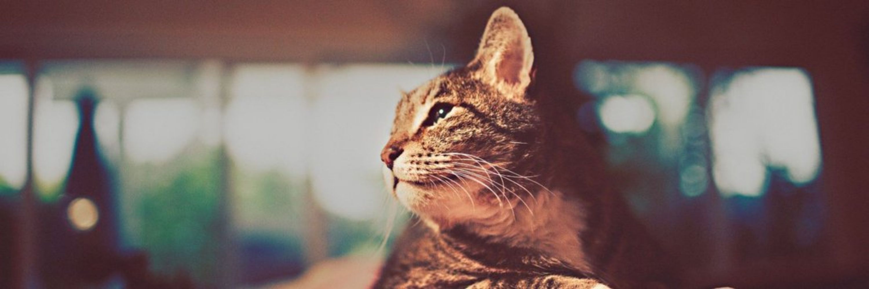 Olxpets