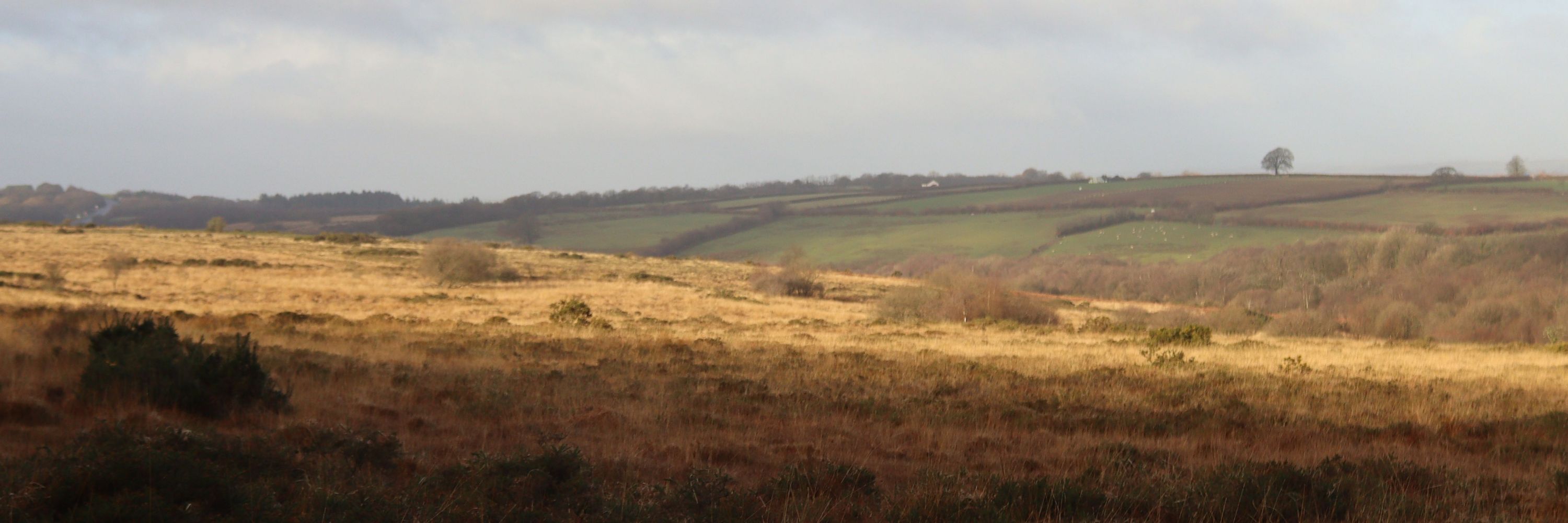 Devon Culm 