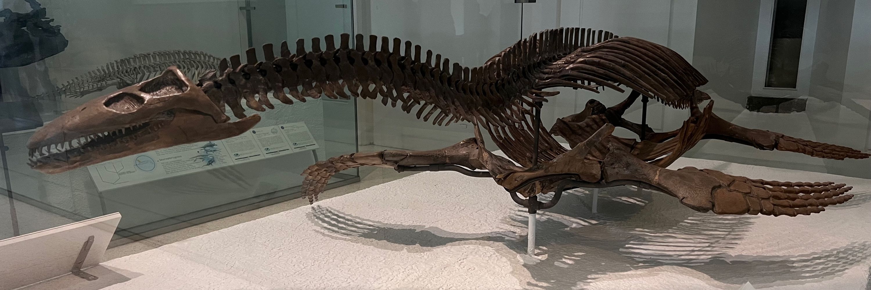 Dakota 🦖