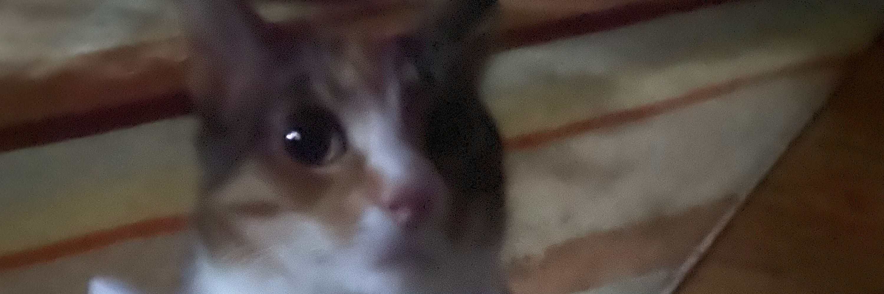 Ky 
