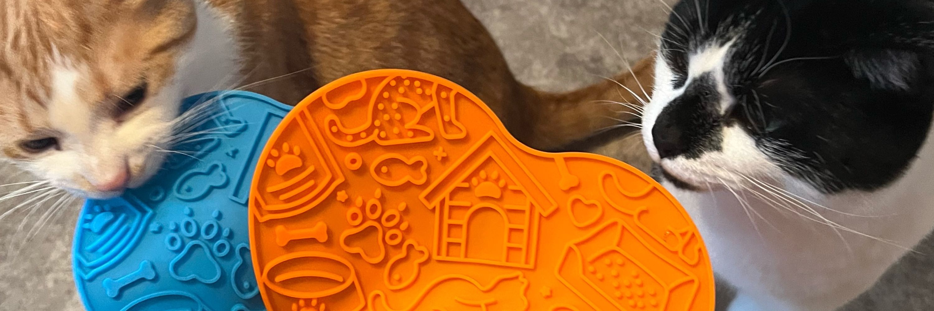 Harry | Homemade raw cat food