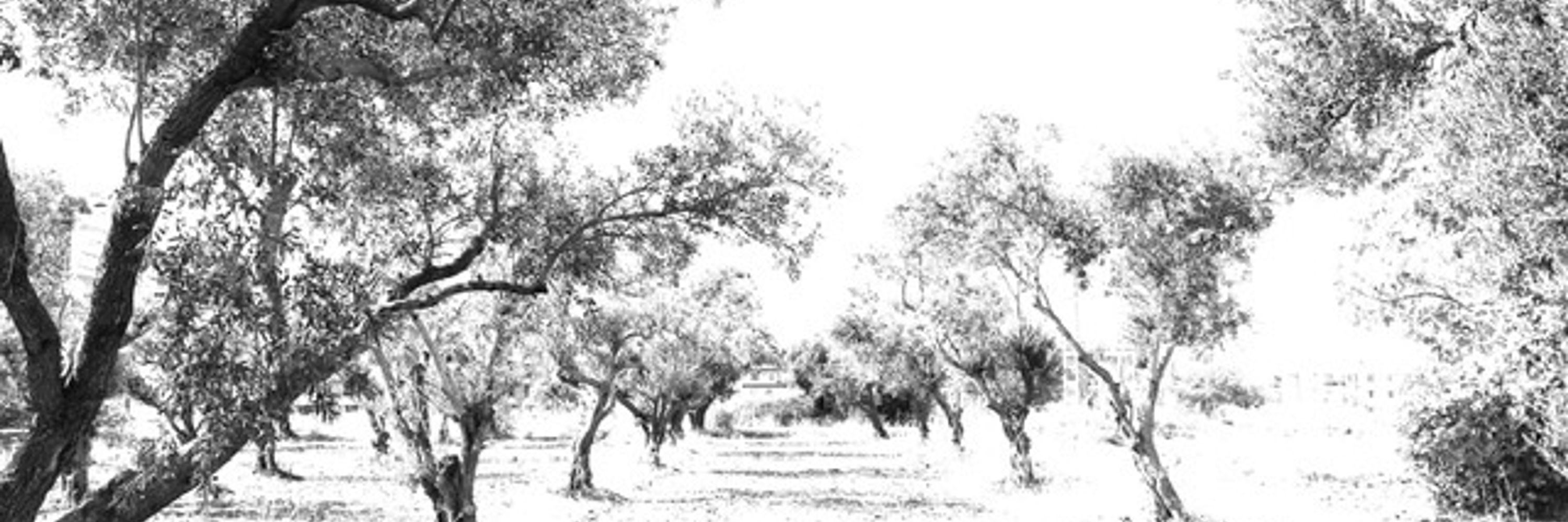 Hayal