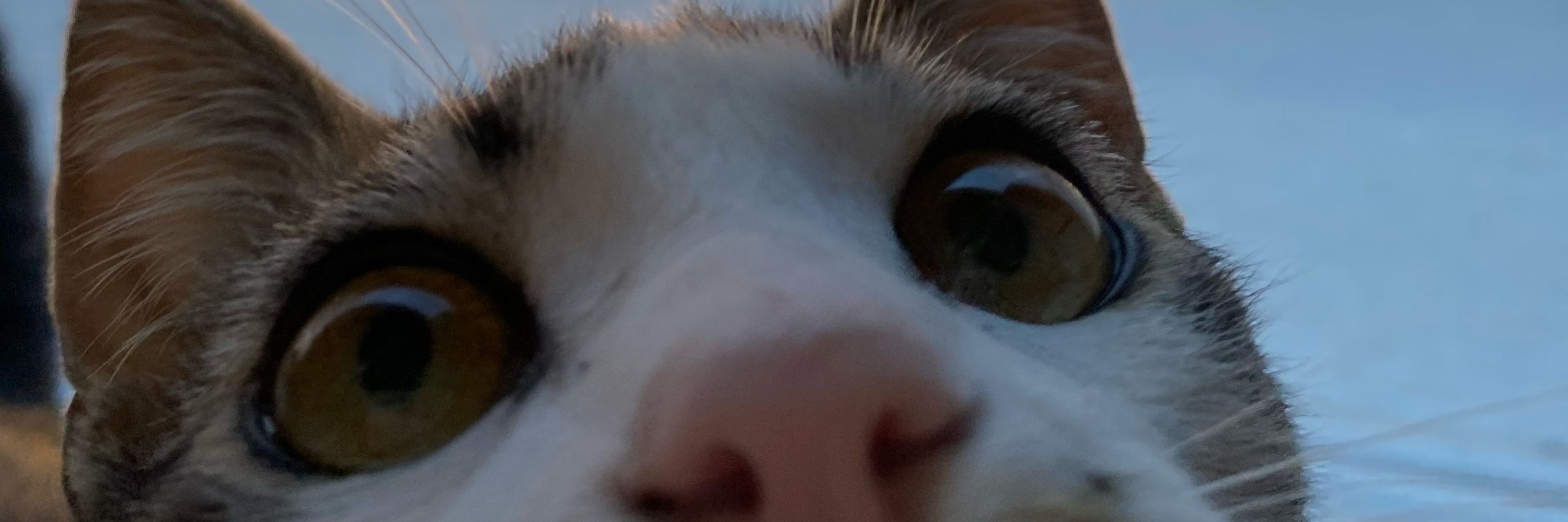 gigi