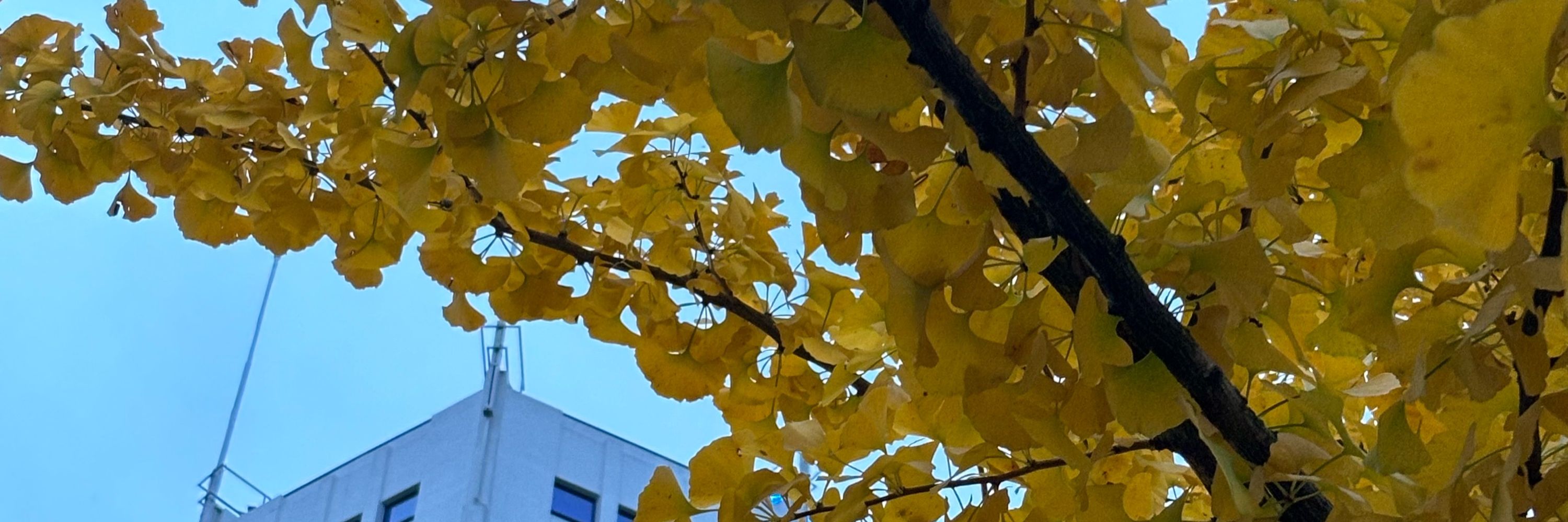 みきからinNetherlands