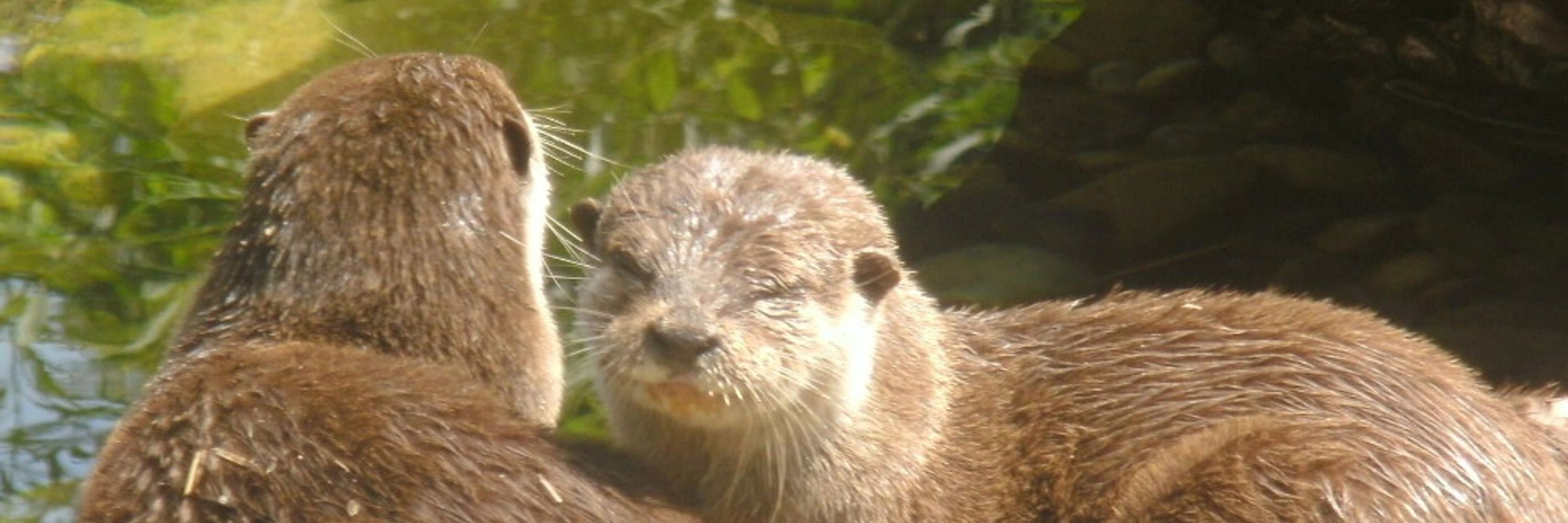 Holzotter