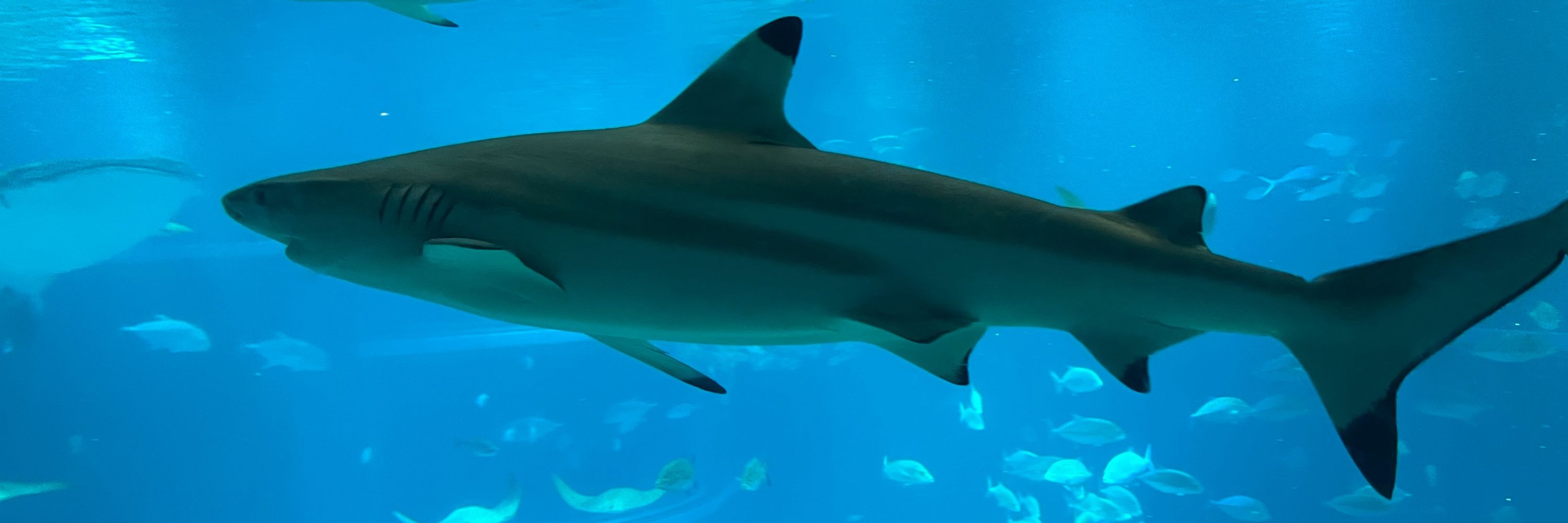 さらん🦈