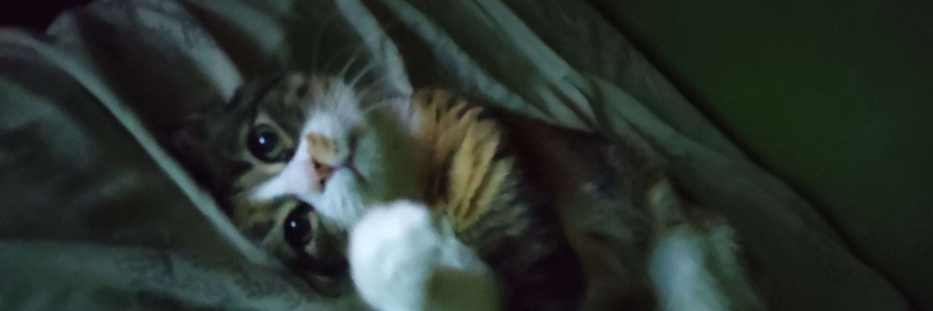 Dani